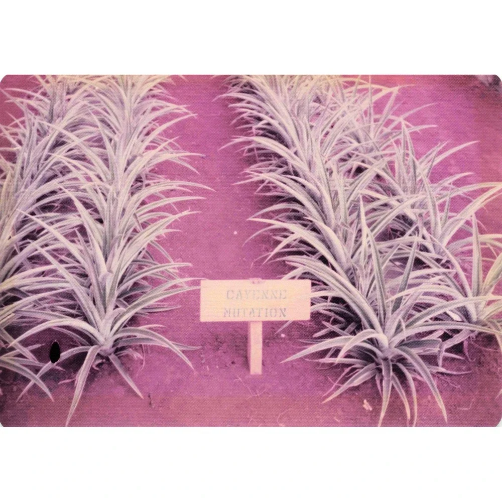 Vintage 1970s Hawaii Oahu Del Monte Pineapple Wahiawa Garden Photo Lot of 8 - Picture 7 of 8